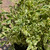 Buxus sempervirens variegata 192280